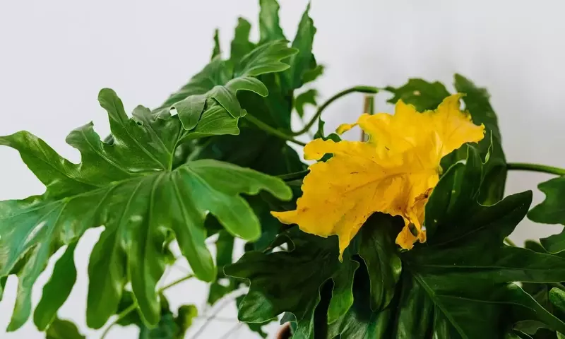 Guía Definitiva para Revitalizar el Color de las Hojas de tus Plantas