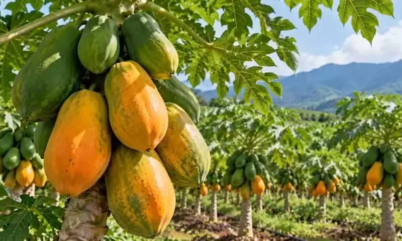 Un Híbrido de Papaya Chino Supera las Expectativas de Rendimiento