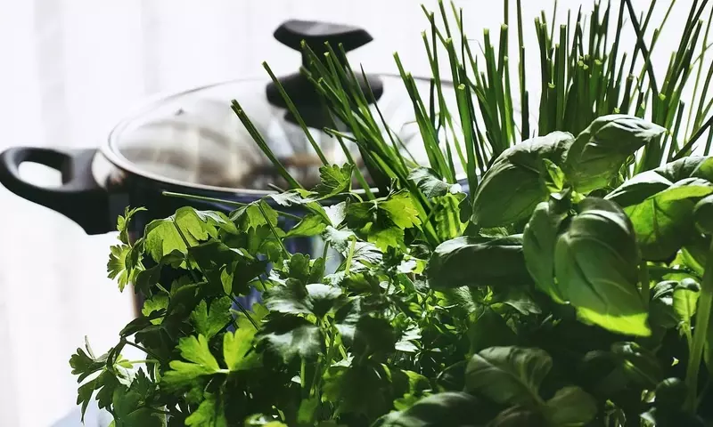 Guía Completa para Cultivar un Jardín de Hierbas Aromáticas en Casa