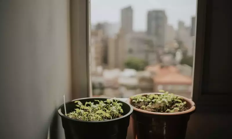 Cosecha en Tiempo Récord: Verduras de Crecimiento Veloz para tu Huerto Urbano