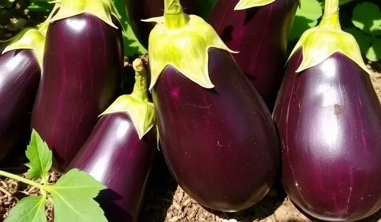 Mejorando la Productividad y Rentabilidad de la Berenjena Africana a Través de la Fertilización Balanceada