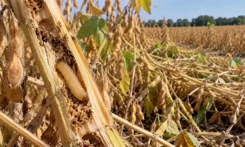 Plaga devastadora azota cultivos de soja en Maryland: El barrenador Dectes causa estragos en los tallos
