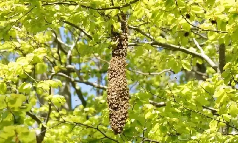 La Colonia de Abejas: Un Superorganismo con Ciclo de Vida Propio