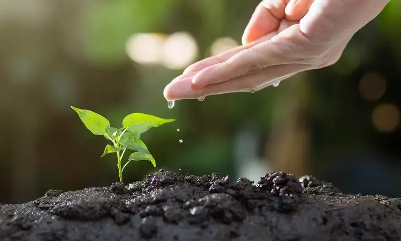 Cultivando en Casa: Guía Completa para Sembrar Hortalizas Directamente en el Suelo