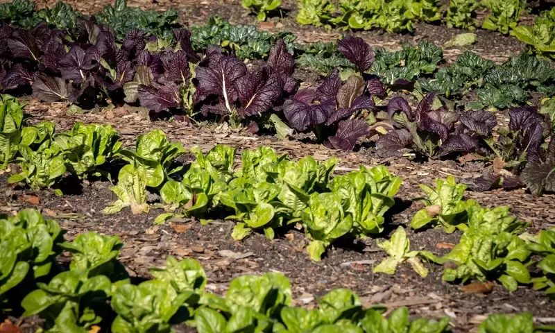 Guía Definitiva para el Cultivo de Hortalizas Perennes