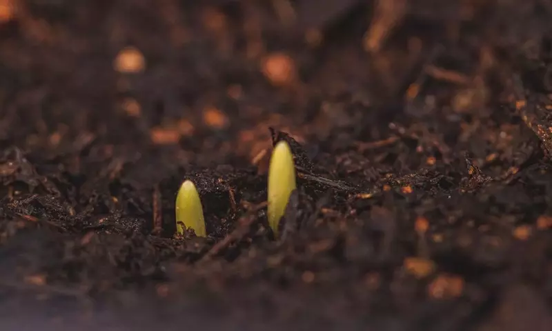 Secretos para Despertar Semillas: Guía Completa de Estratificación y Germinación Exitosa
