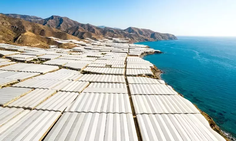 El Dominio del Pimiento en Almería: Un Análisis del Cultivo y Mercado Agrícola