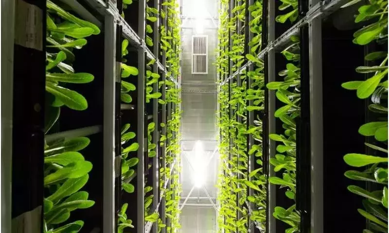 Agricultura Vertical: ¿Solución o Desafío para la Seguridad Alimentaria en Canadá?