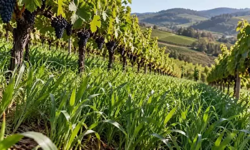 Avena Negra: Guardiana de Viñedos Brasileños Contra la Erosión y el Cobre