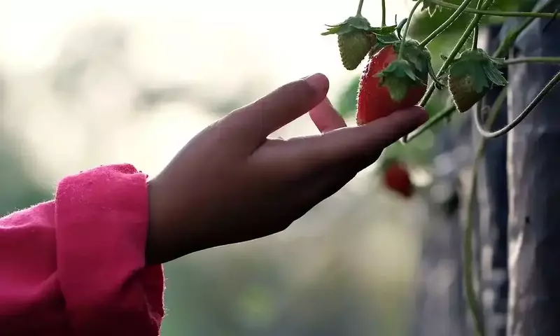 Hidroponía: Cultivo sin Suelo para un Futuro Sostenible