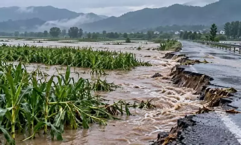 Investigación Revela Vulnerabilidad Agrícola China ante Lluvias Extremas