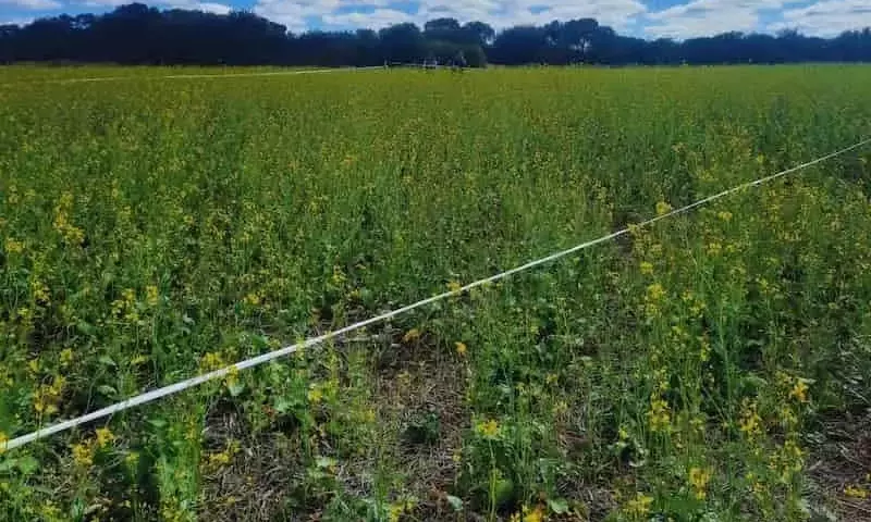 Investigación en Argentina: Mostazas como Solución Natural contra Patógenos del Suelo