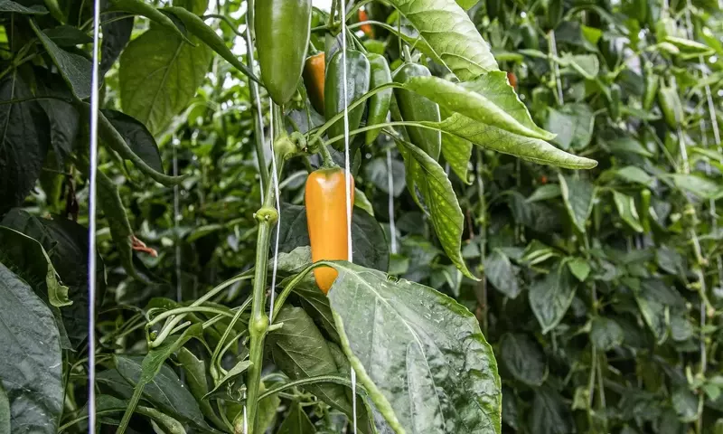 Secretos del Éxito Vegetal: Guía Definitiva de Sustratos y Nutrientes para Cultivos Prósperos