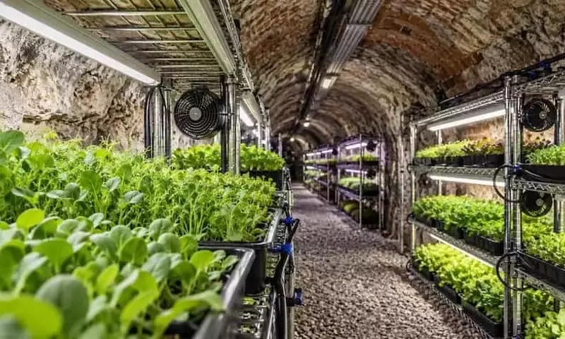 España Transforma Mina Abandonada en Laboratorio Agrícola Subterráneo