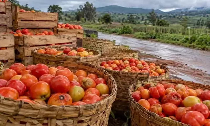Altas Pérdidas Post-Cosecha de Tomate en Tanzania: Un Desafío Climático y Logístico