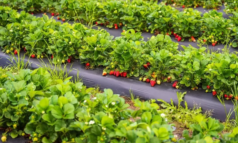 Guía Integral para la Siembra Conjunta de Fresas: Maximiza tu Espacio y Producción