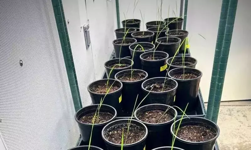 Orígenes agrícolas: ¿Cómo las plantas silvestres moldearon los cultivos que hoy conocemos?