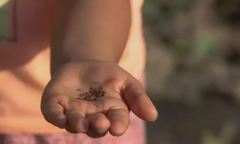 Guía Completa para la Recolección y Preservación de Semillas del Huerto Casero