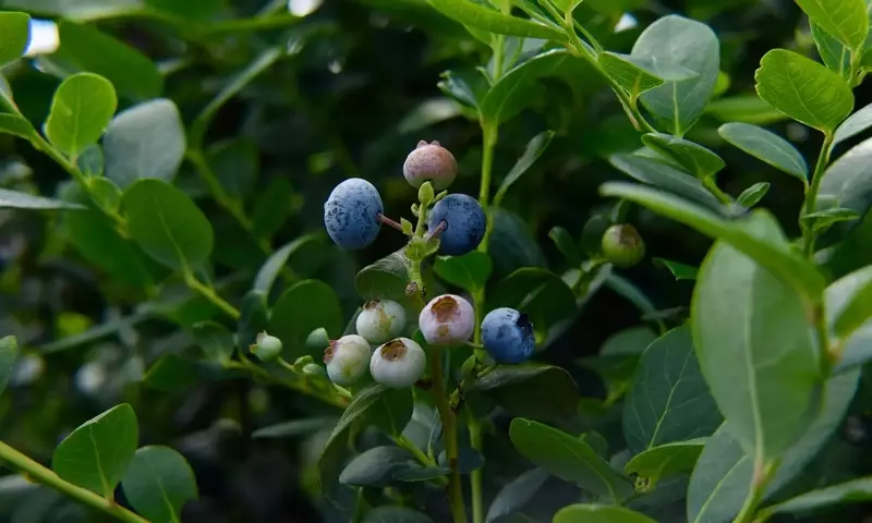 Guía Completa para el Cultivo de Frutos del Bosque en Casa