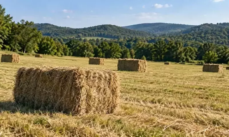Duplicación de la Producción de Heno en una Granja de Misuri Mediante Regeneración del Suelo