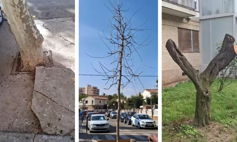 Un Vistazo Crítico al Arbolado Urbano en España: Plataformas Ciudadanas Revelan Deficiencias Alarmantes