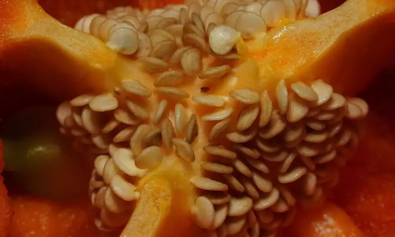 Cultivando en Casa: Secretos para Reproducir Verduras del Supermercado y Optimizar tu Huerto