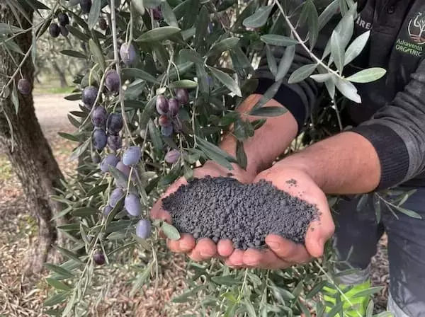 Innovadora Alianza para Impulsar el Biochar en Olivares Superintensivos en España