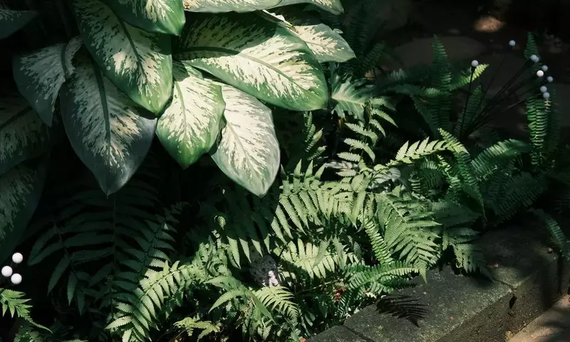 Guía Definitiva para la Jardinería en Áreas Sombreadas