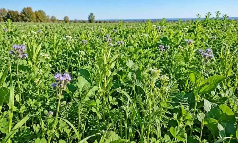 Cultivos de Cobertura: Una Estrategia Agrícola Resiliente ante la Sequía en Europa