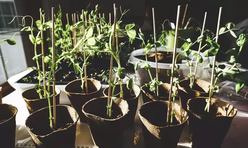 Guía Completa para el Cultivo Exitoso de Guisantes en Hogares y Huertos Urbanos