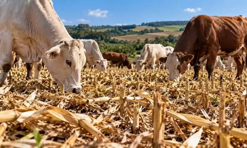 Mejora del Rendimiento Agrícola Mediante el Pastoreo de Residuos de Maíz en Brasil