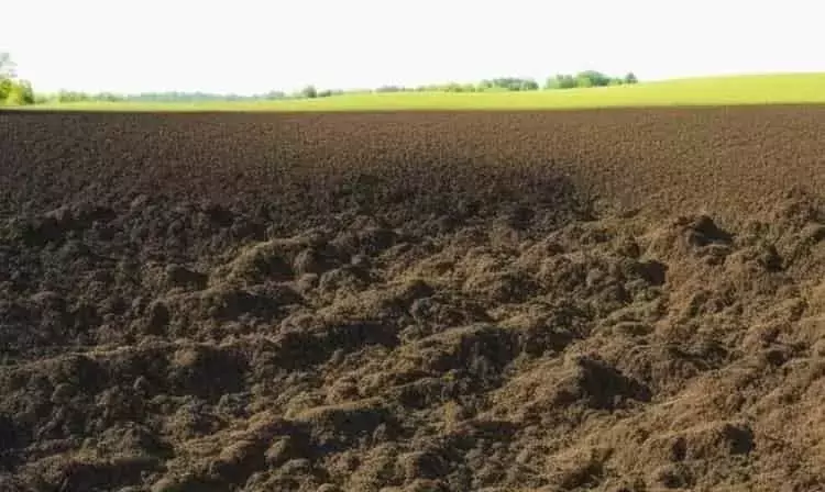 Venezuela: Desaprovechado potencial agrícola en medio de desafíos estructurales