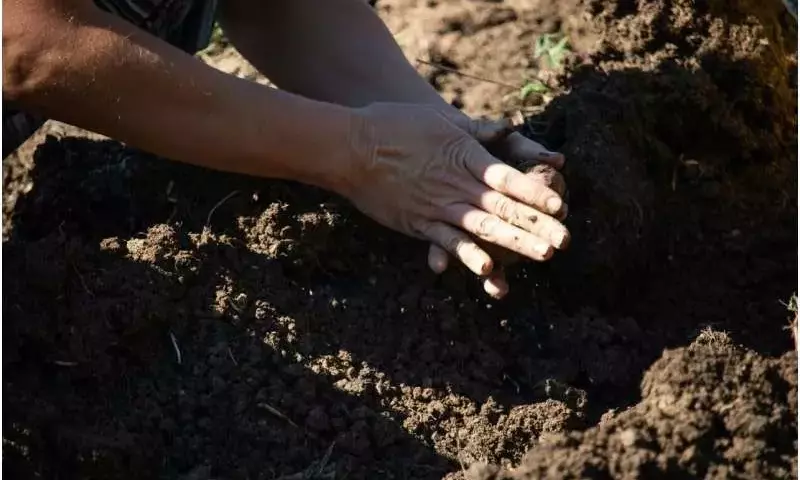 La recuperación fúngica del suelo, un proceso más lento que la vegetación