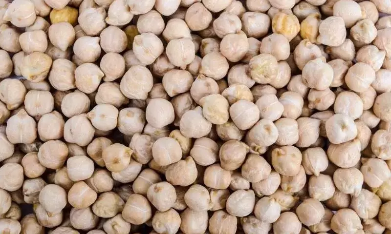 Estrategias innovadoras para la protección del garbanzo australiano frente a las altas temperaturas