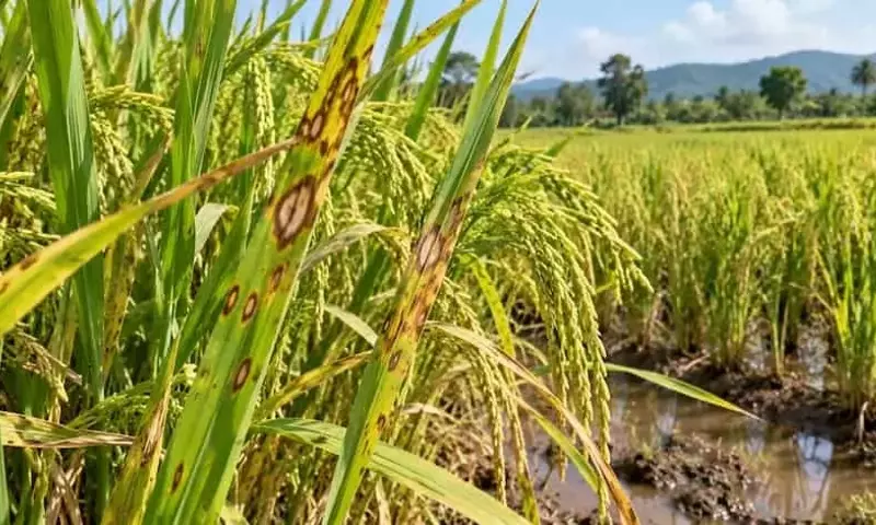 Ghana: Investigación Revela Extensa Enfermedad del Arroz y Soluciones Fungicidas