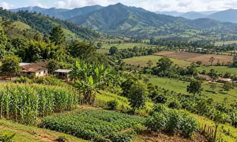 Reducción de Tierras Cultivadas en Pradera, Colombia: Un Análisis de la Universidad Nacional
