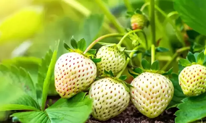 Cultiva Fresas Blancas en Casa: La Guía Completa de la Pineberry
