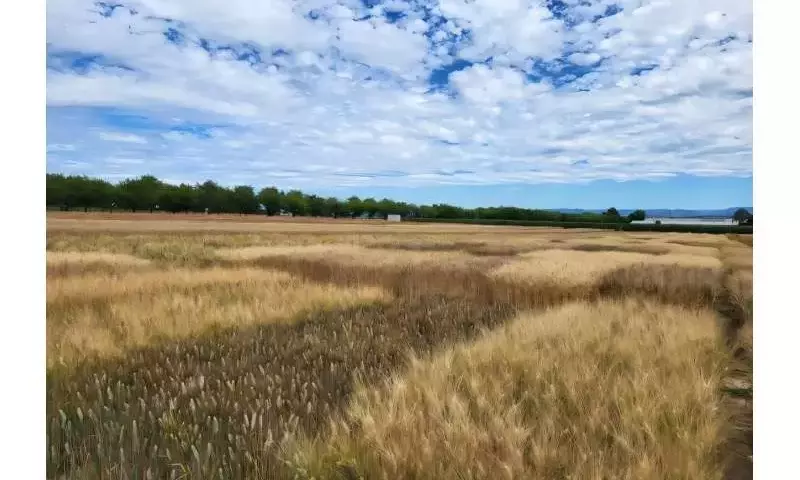 El CO₂ Atmosférico Modifica las Proteínas del Trigo, Afectando su Calidad para la Panificación