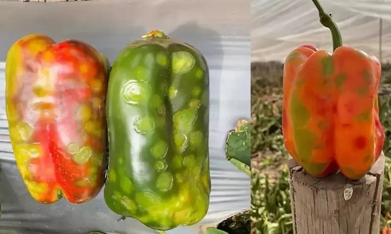 Descubrimiento viral en Chile: Un nuevo patógeno afecta a tomates y pimientos