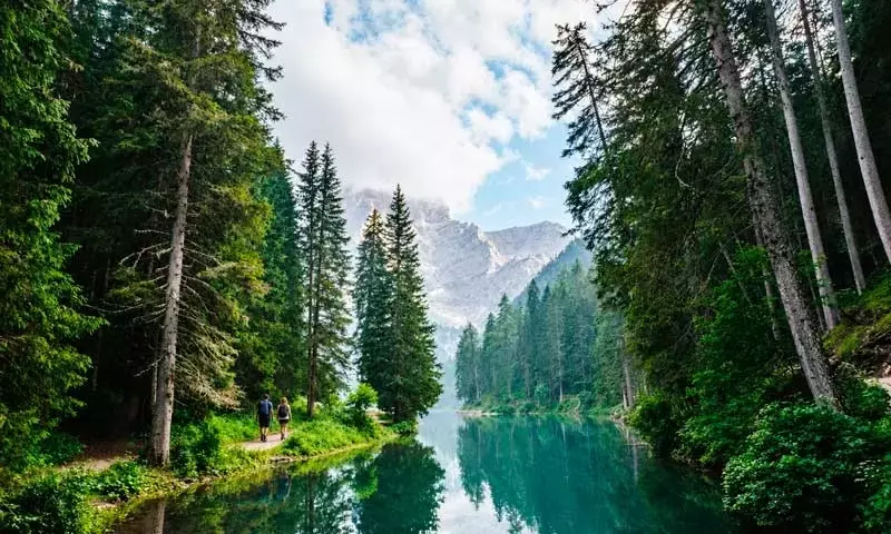 La Bioeconomía Forestal: Un Modelo Sostenible para el Futuro
