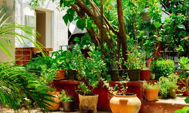 Guía Definitiva para Establecer un Huerto Urbano Fructífero en Macetas Grandes