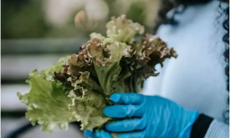 Innovaciones Tecnológicas Revolucionan la Detección de Patógenos Alimentarios