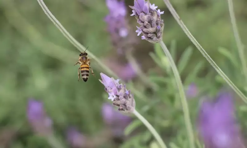 Cultiva un Oasis de Vida: Atrae Polinizadores y Beneficia tu Jardín