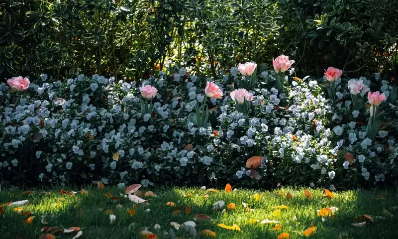 La Danza Estacional de la Flora: Transformación y Adaptación