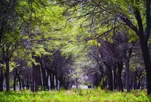 El algarrobo blanco: un aliado forrajero para la ganadería argentina