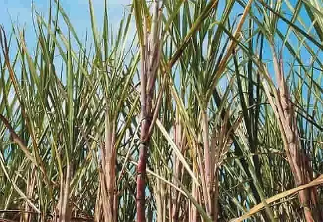 La producción de caña de azúcar en Portuguesa: Un análisis de la zafra 2026-2027