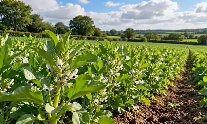 Inglaterra impulsa la agricultura ecológica: duplicar la superficie y capitalizar un mercado en crecimiento