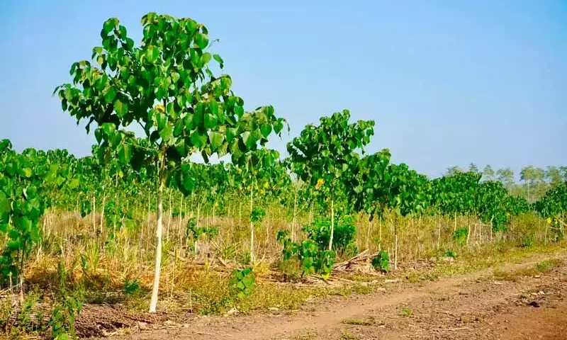 Gmelina arborea: Un Análisis Detallado de sus Características Botánicas y Usos