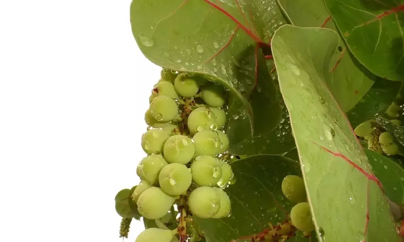 Coccoloba uvifera: Guía Completa para el Cultivo y Cuidado de la Uva de Mar