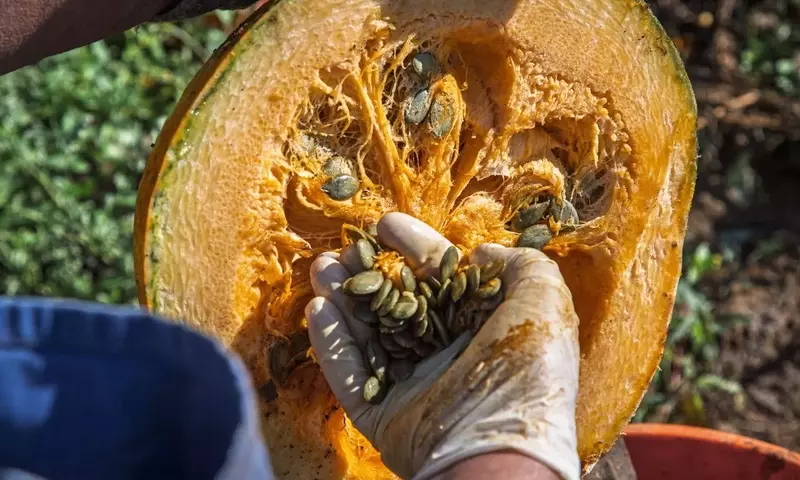 Guía Definitiva para la Recolección, Conservación y Siembra de Semillas Vegetales Caseras
